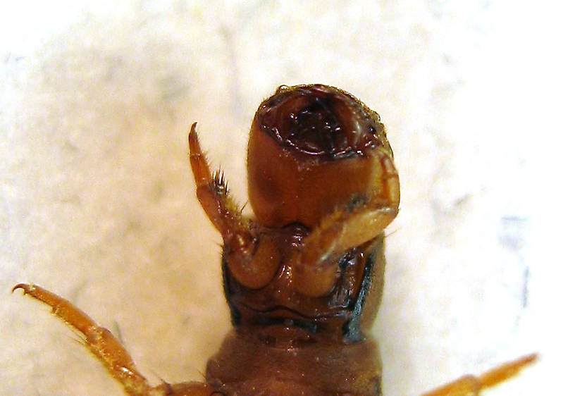 Hydropsyche californica (Spotted Sedge) Caddisfly Larva from the Lower Yuba River in California