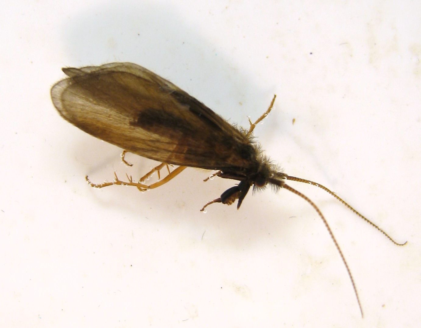 Male Lepidostoma podagrum (Little Brown Sedge) Little Brown Sedge Adult from the Fall River in California