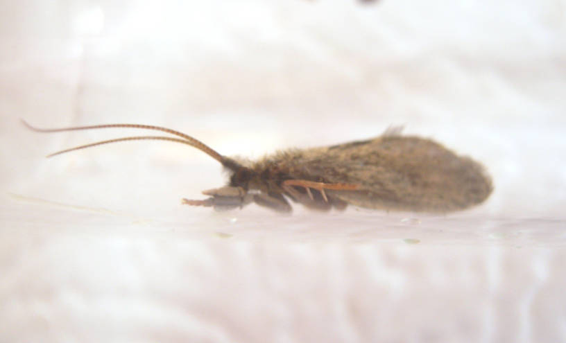 Male Lepidostoma podagrum (Little Brown Sedge) Little Brown Sedge Adult from the Fall River in California