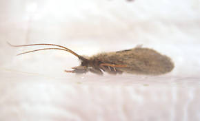 Male Lepidostoma podagrum (Little Brown Sedge) Little Brown Sedge Adult