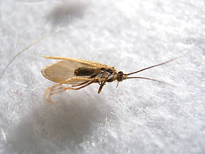 Female Lepidostoma podagrum (Little Brown Sedge) Little Brown Sedge Adult