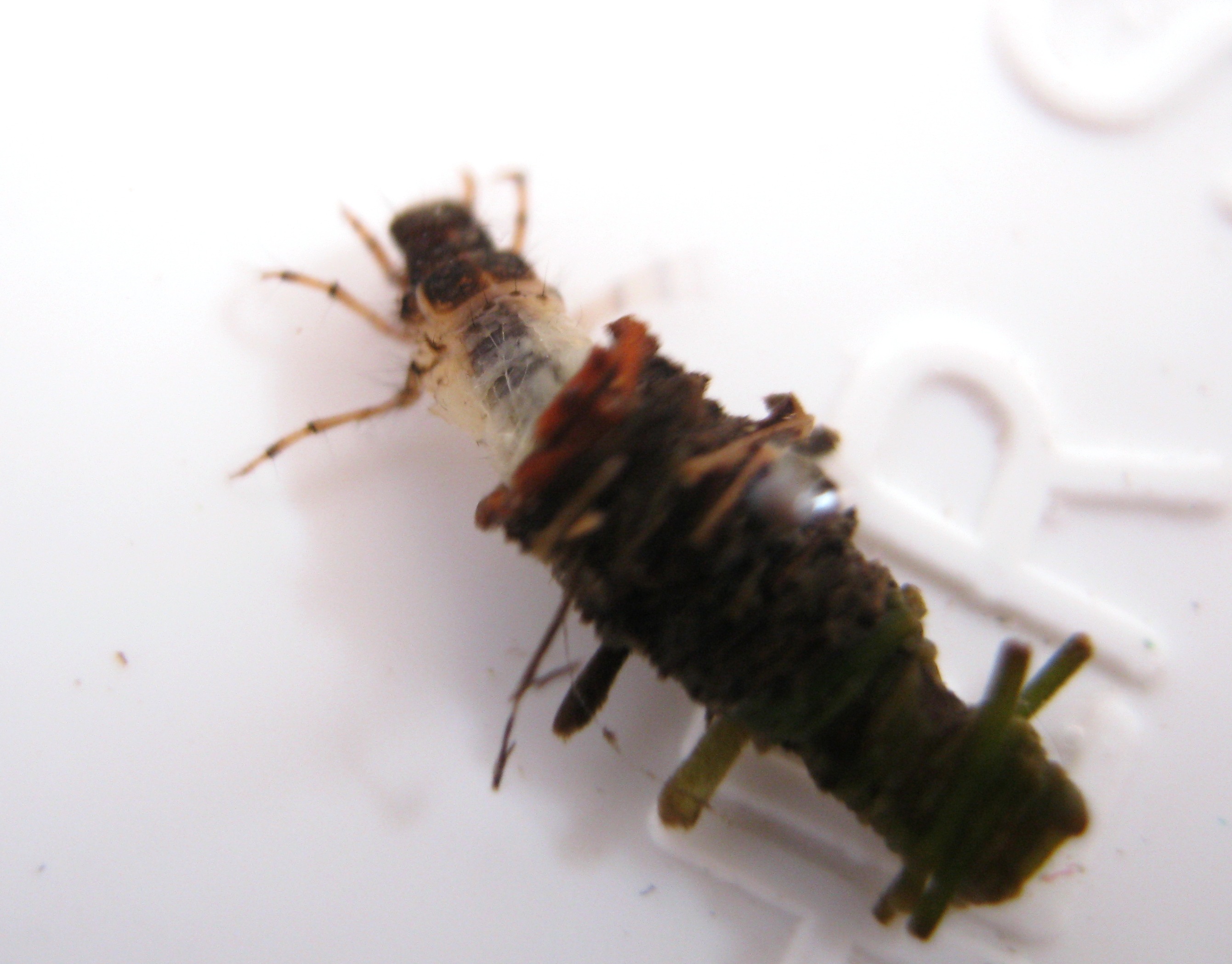 Lepidostoma podagrum (Little Brown Sedge) Little Brown Sedge Larva from the Fall River in California