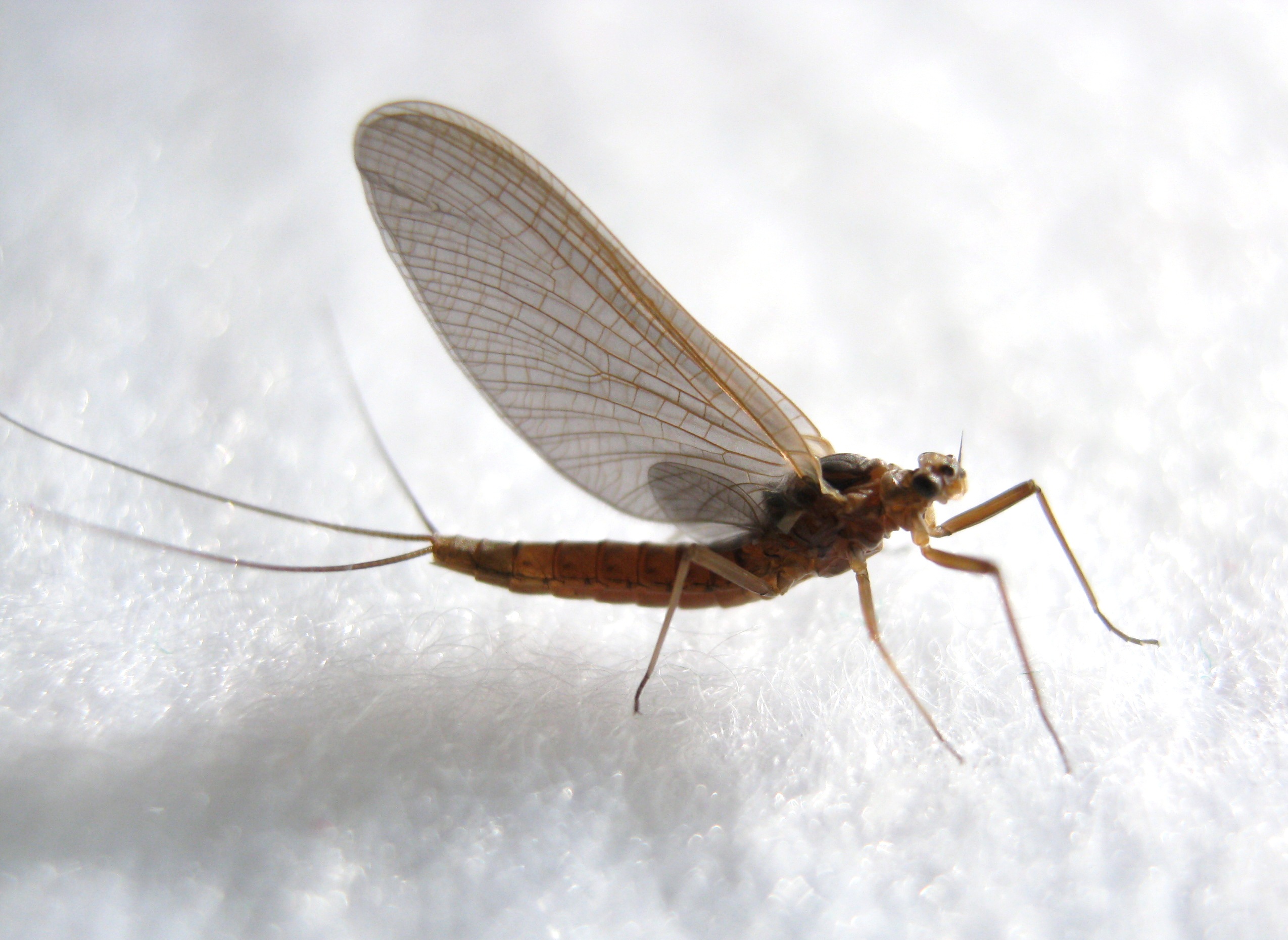 Female Paraleptophlebia debilis (Mahogany Dun) Mayfly Dun from the Fall River in California