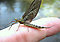 Female Litobrancha recurvata (Dark Green Drake) Mayfly Dun