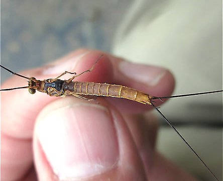 Male Litobrancha recurvata (Dark Green Drake) Mayfly Spinner from the Au Sable River (Mainstream) in Michigan