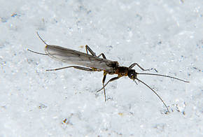 Capnia nana (Little Snowfly) Stonefly Adult