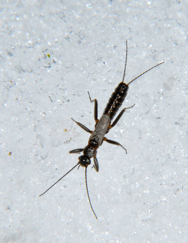 Capnia nana (Little Snowfly) Stonefly Adult from the N. Fork Touchet River in Washington