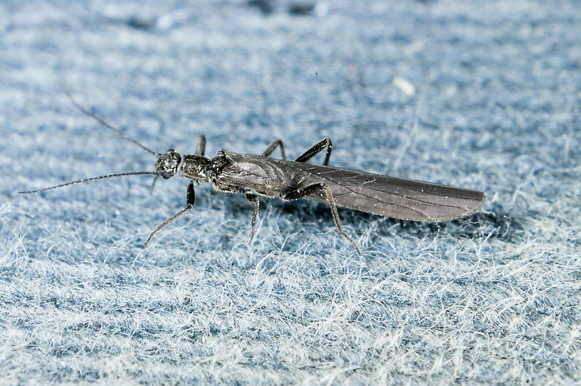 Paraleuctra occidentalis (Tiny Winter Black) Stonefly Adult from the  Touchet River in Washington