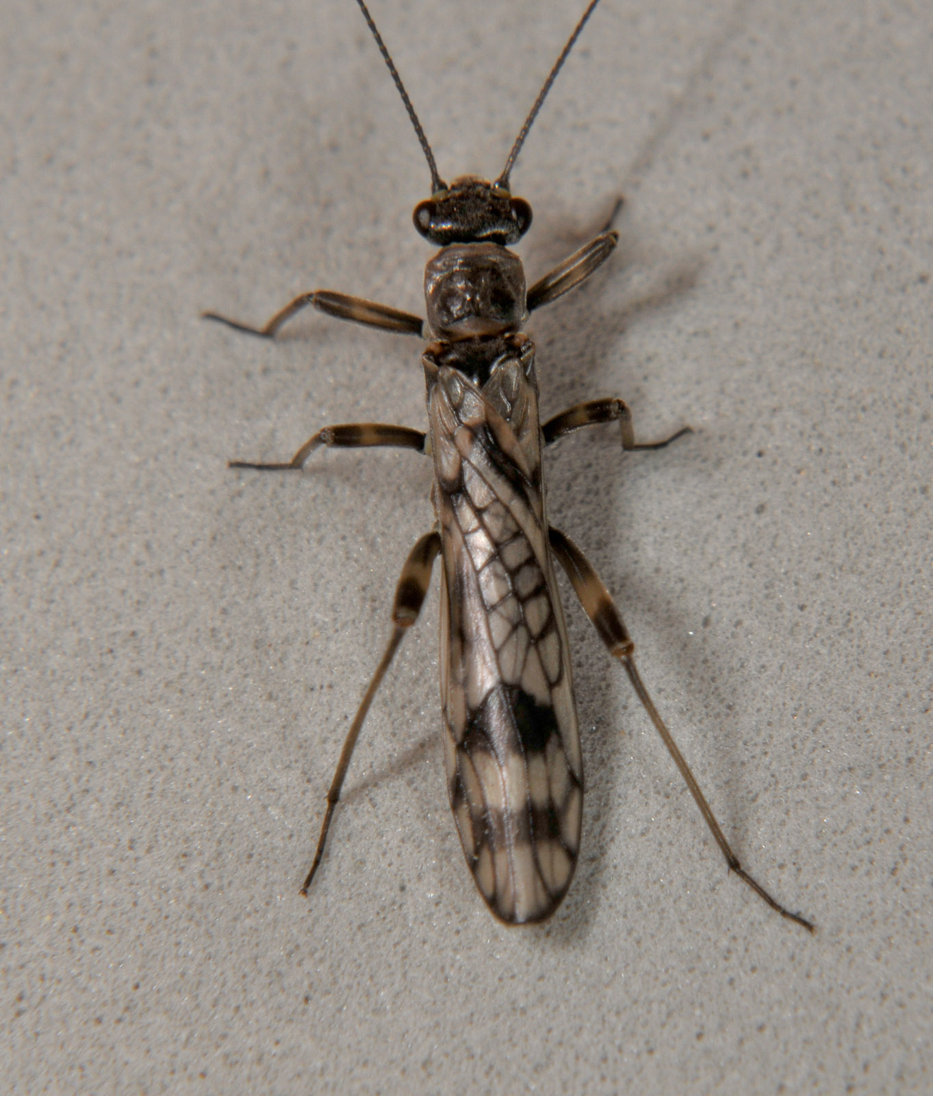 Female Zapada columbiana (Tiny Winter Black) Stonefly Adult from the N. Fk Touchet River in Washington