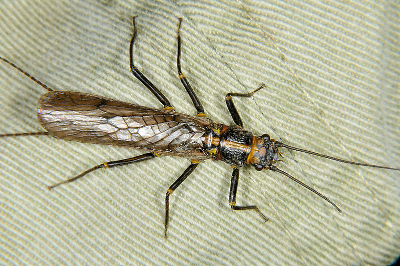 Female Perlinodes aurea (Springfly) Stonefly Adult from the Touchet River in Washington