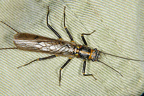 Female Perlinodes aurea (Springfly) Stonefly Adult