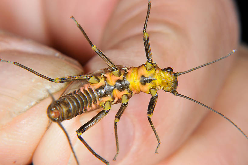 Female Perlinodes aurea (Springfly) Stonefly Adult from the Touchet River in Washington