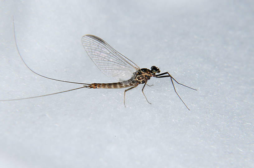 Male Rhithrogena morrisoni (Western March Brown) Mayfly Spinner from the Touchet River in Washington