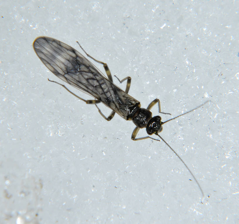 Zapada cinctipes (Tiny Winter Black) Stonefly Adult from the N. Fk. Touchet River in Washington