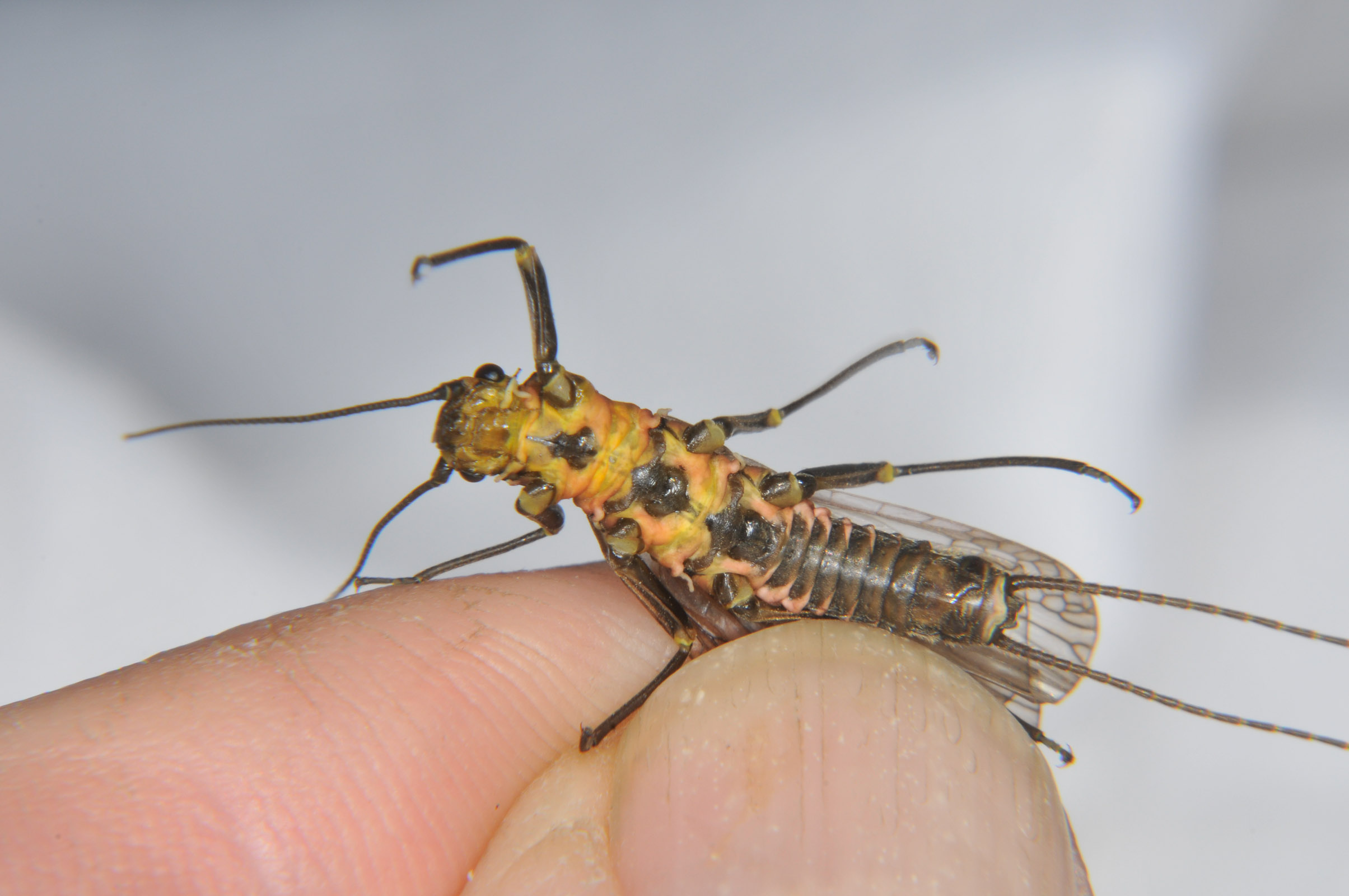 Female Perlinodes aurea (Springfly) Stonefly Adult from the  Touchet River in Washington