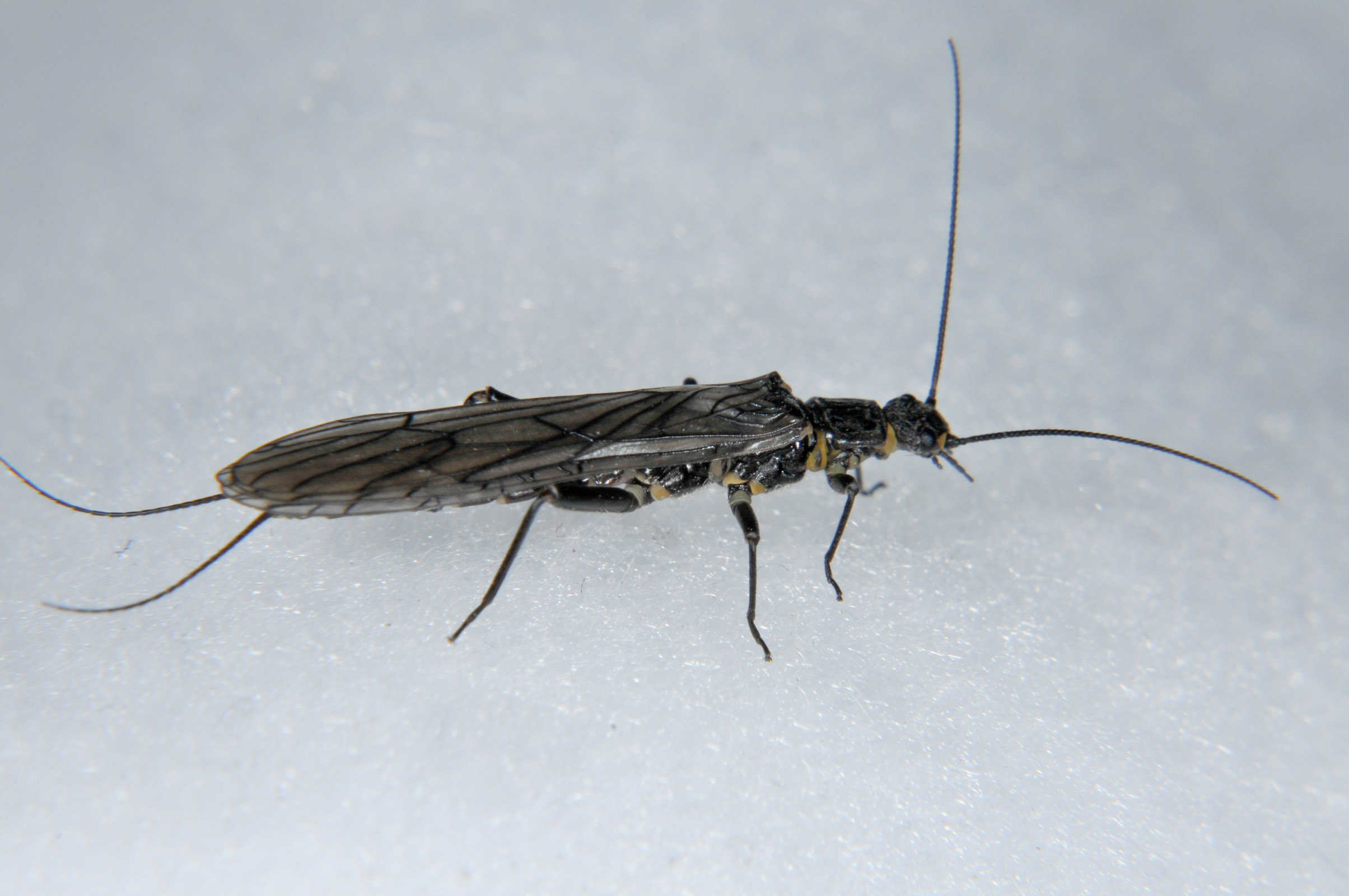 Female Isocapnia hyalita (Little Snowfly) Stonefly Adult from the  Touchet River in Washington