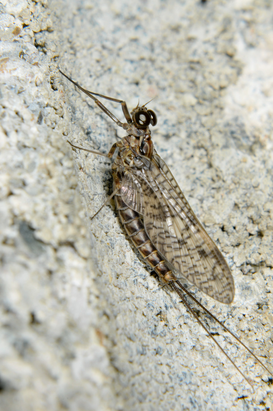 Male Ameletus vernalis (Brown Dun) Mayfly Dun from the  Touchet River in Washington