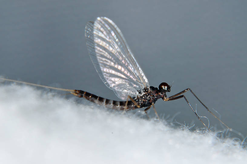 Male Neoleptophlebia heteronea (Blue Quill) Mayfly Adult from the  Touchet River in Washington