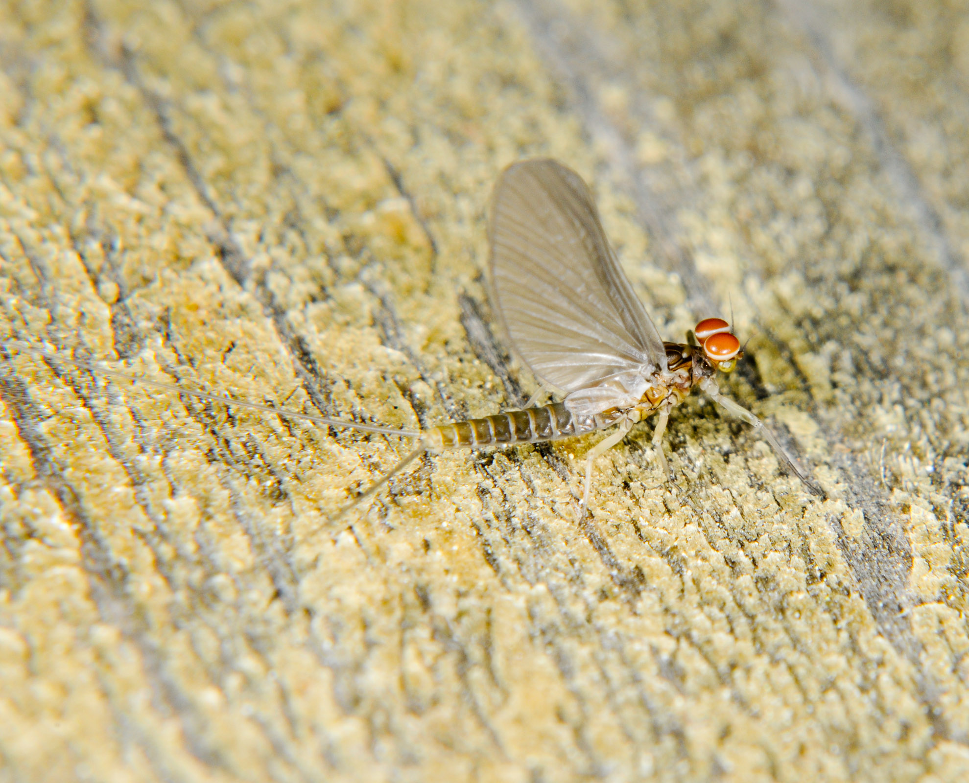 Male Baetis tricaudatus (Blue-Winged Olive) Mayfly Adult from the  Touchet River in Washington