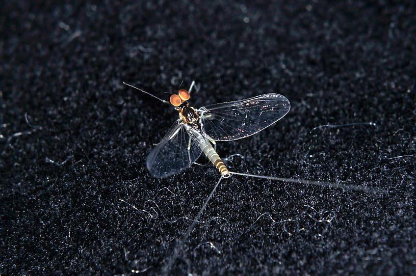 Male Baetis tricaudatus (Blue-Winged Olive) Mayfly Adult from the  Touchet River in Washington