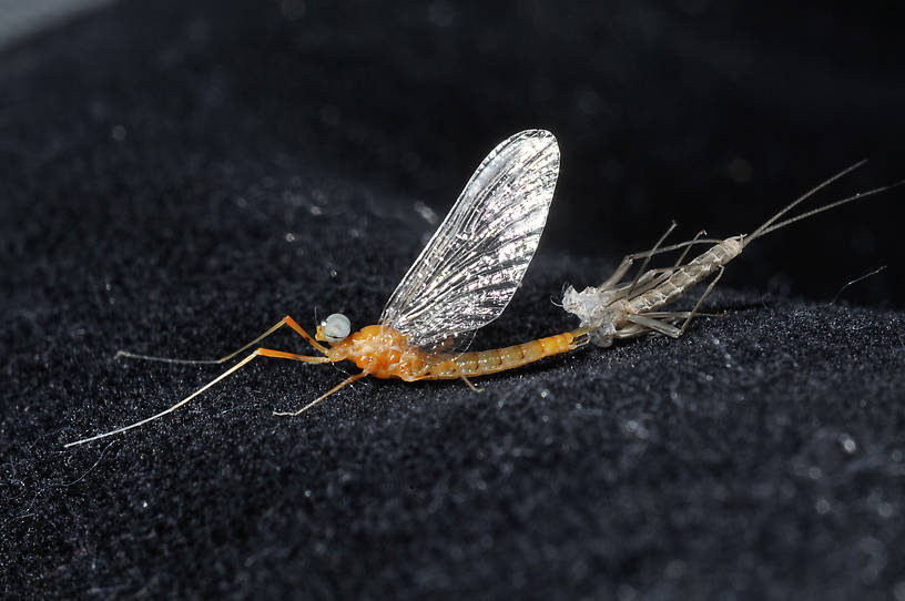 Male Cinygmula mimus Mayfly Spinner from the  Touchet River in Washington