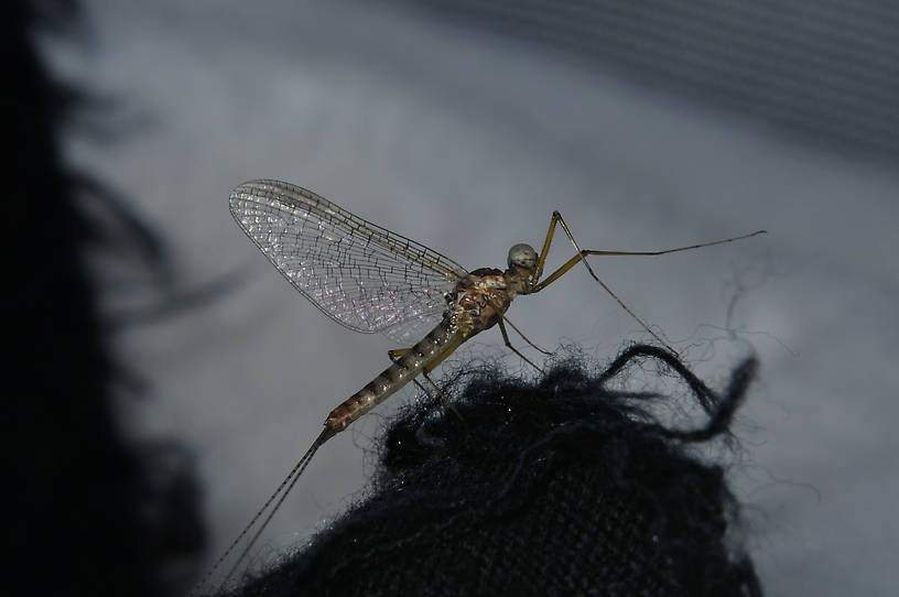 Male Heptagenia adaequata Mayfly Spinner from the  Columbia River in Washington