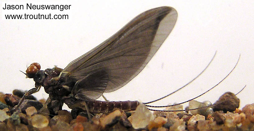 Male Ephemerella subvaria (Hendrickson) Mayfly Dun from the Namekagon River in Wisconsin
