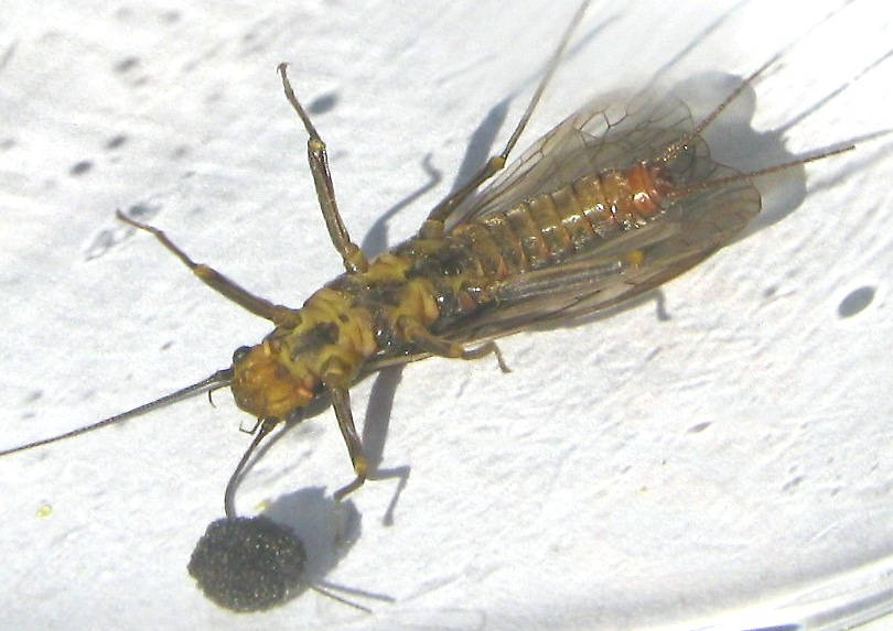 Female Skwala curvata (Large Springfly) Stonefly Adult from the Lower Yuba River in CA