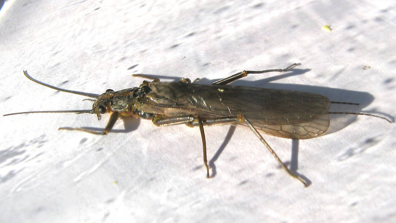Female Skwala curvata (Large Springfly) Stonefly Adult from the Lower Yuba River in CA