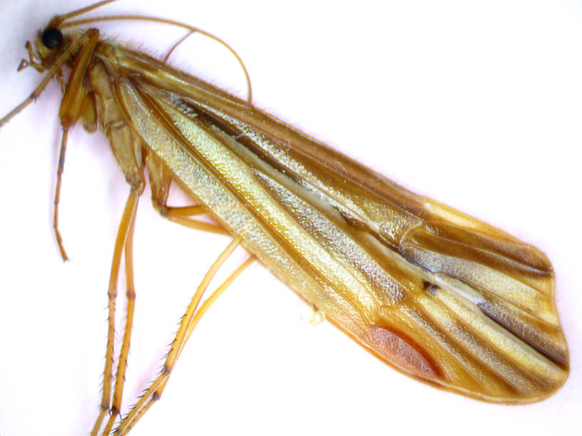 Male Psychoglypha (Snow Sedges) Caddisfly Adult from Spring Brook in WA