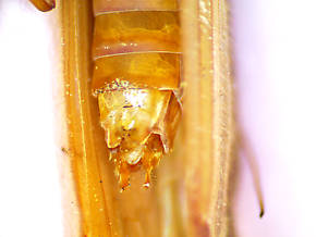 Male Psychoglypha (Snow Sedges) Caddisfly Adult