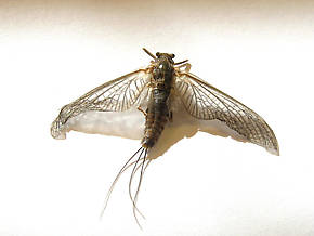Female Timpanoga hecuba (Great Red Quill) Mayfly Dun
