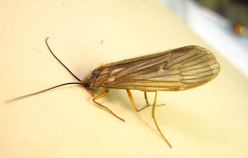                                  Female Dicosmoecus atripes (October Caddis) Caddisfly Adult from the St. Joe River in Idaho