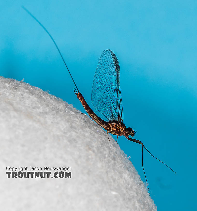 Male Rhithrogena morrisoni (Western March Brown) Mayfly Spinner from the South Fork Snoqualmie River in Washington