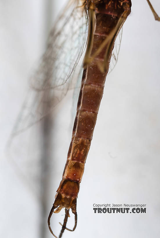 Male Rhithrogena morrisoni (Western March Brown) Mayfly Spinner from the South Fork Snoqualmie River in Washington