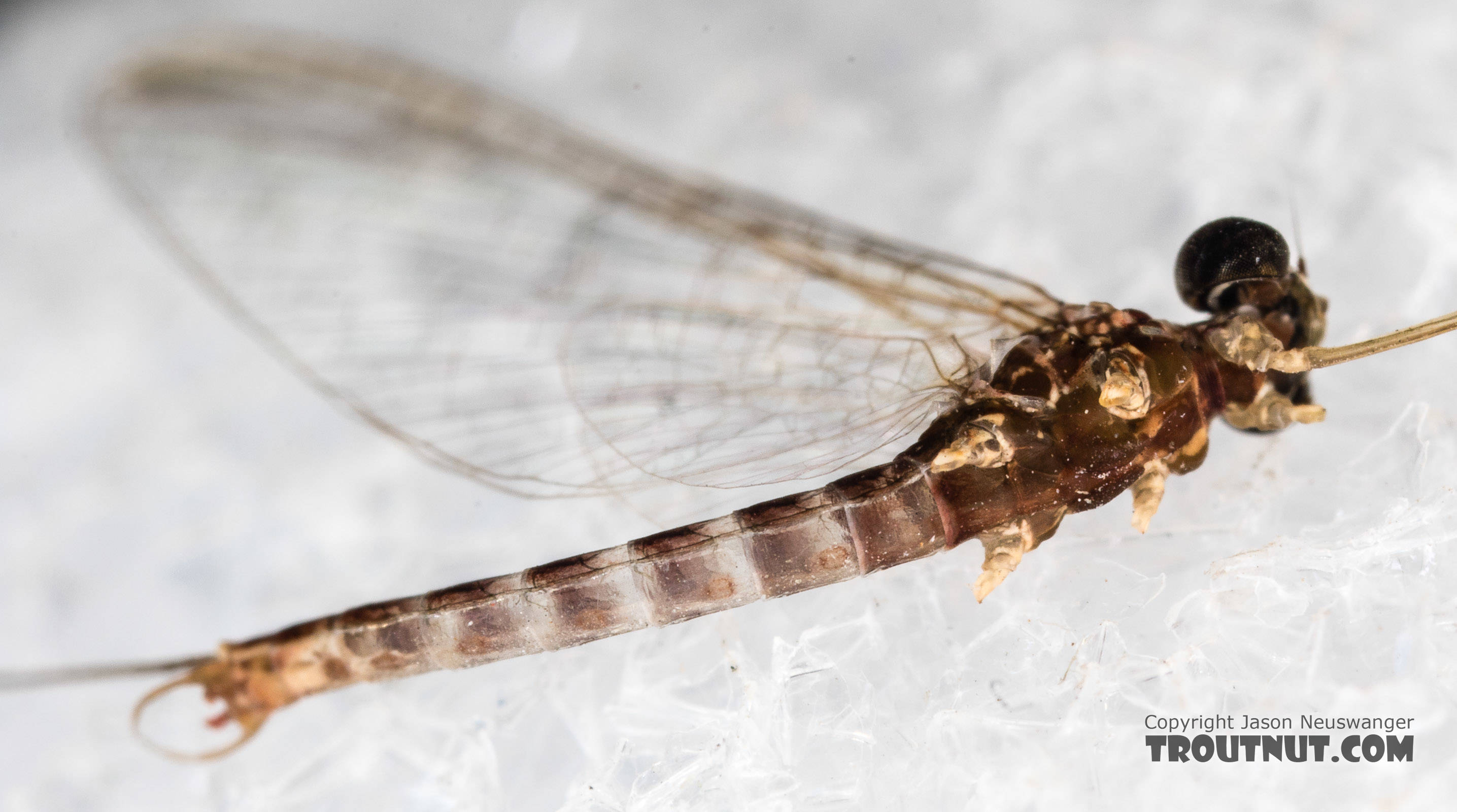 Male Cinygmula (Dark Red Quills) Mayfly Spinner from the South Fork Stillaguamish River in Washington