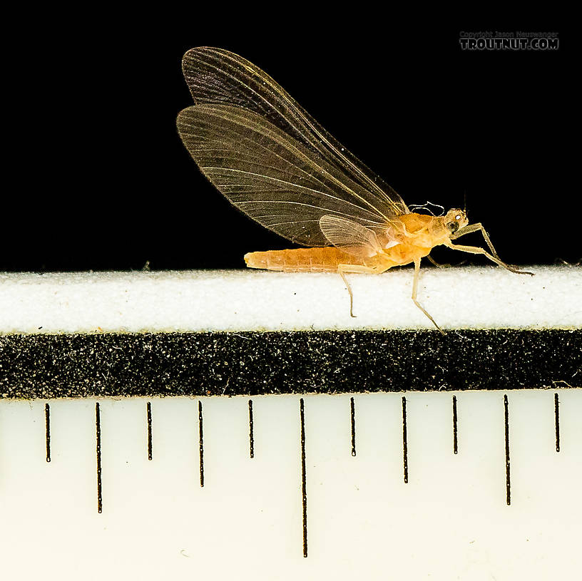 Markings are 1/16 inch.  Female Cinygmula (Dark Red Quills) Mayfly Dun from the South Fork Stillaguamish River in Washington