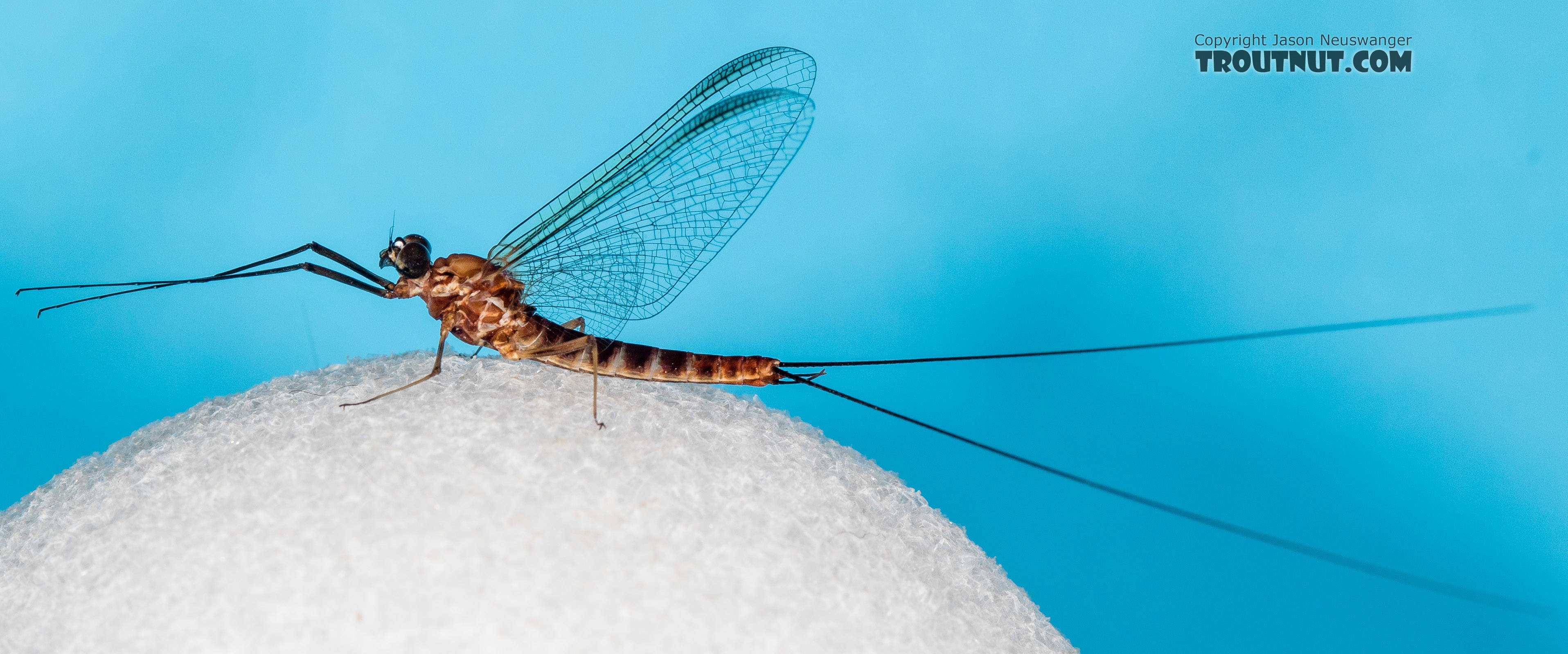 There's a pale amber tinge to the anterior areas of the wings, which doesn't show up all that well against the blue background.  Male Rhithrogena virilis Mayfly Spinner from the South Fork Sauk River in Washington