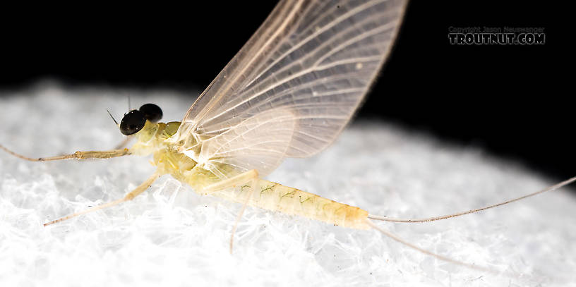 Male Epeorus (Little Maryatts) Mayfly Dun from the South Fork Sauk River in Washington