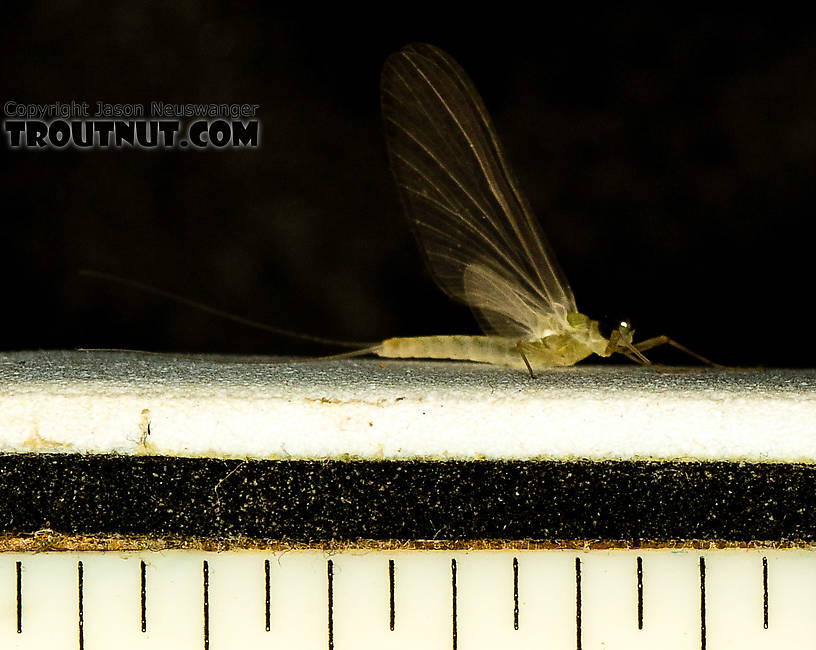 Tick marks are 1/16"  Male Epeorus (Little Maryatts) Mayfly Dun from the South Fork Sauk River in Washington