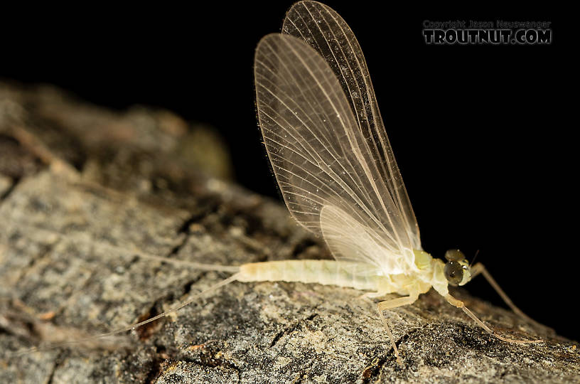 Male Epeorus (Little Maryatts) Mayfly Dun from the South Fork Sauk River in Washington