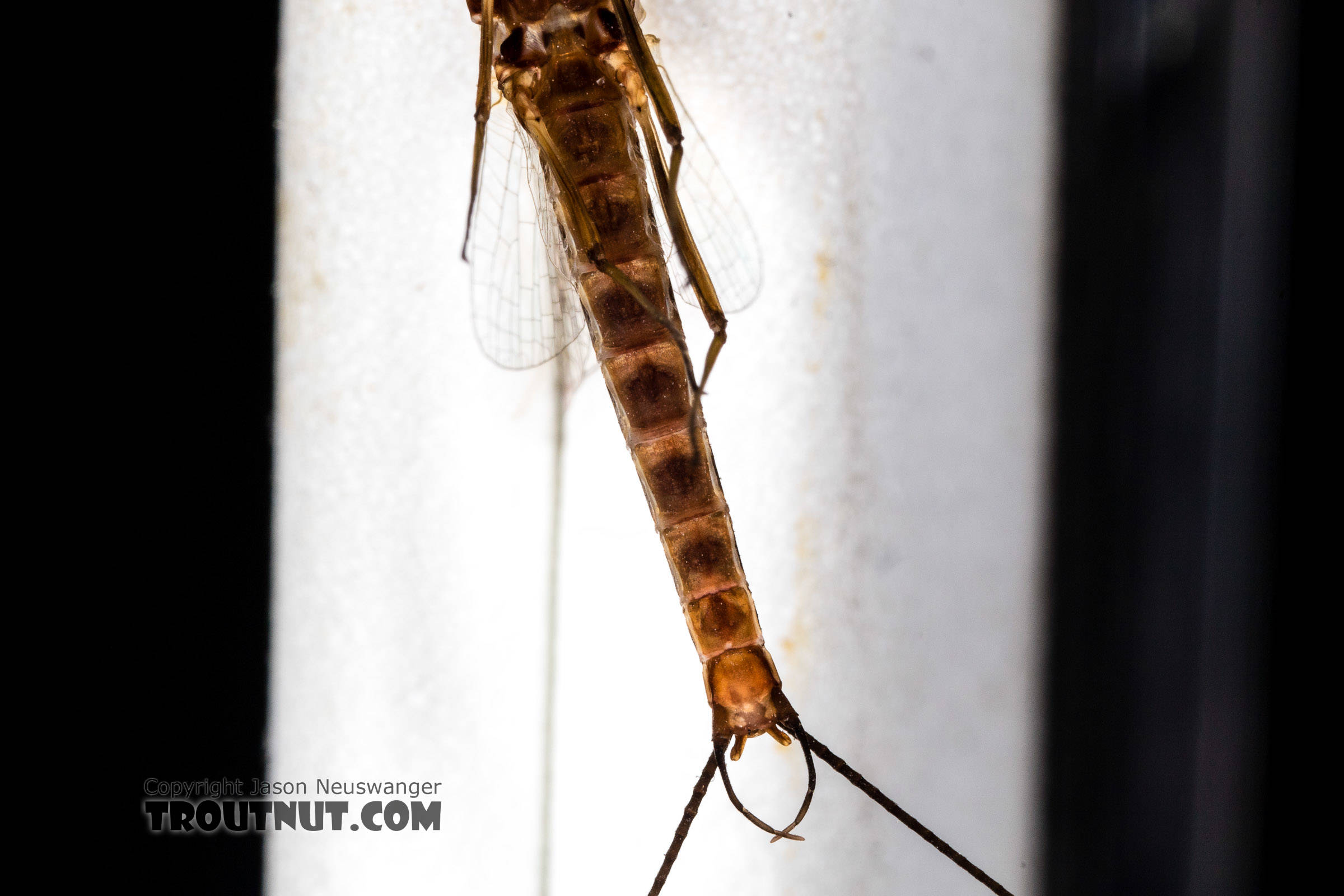 Male Rhithrogena virilis Mayfly Spinner from the South Fork Sauk River in Washington