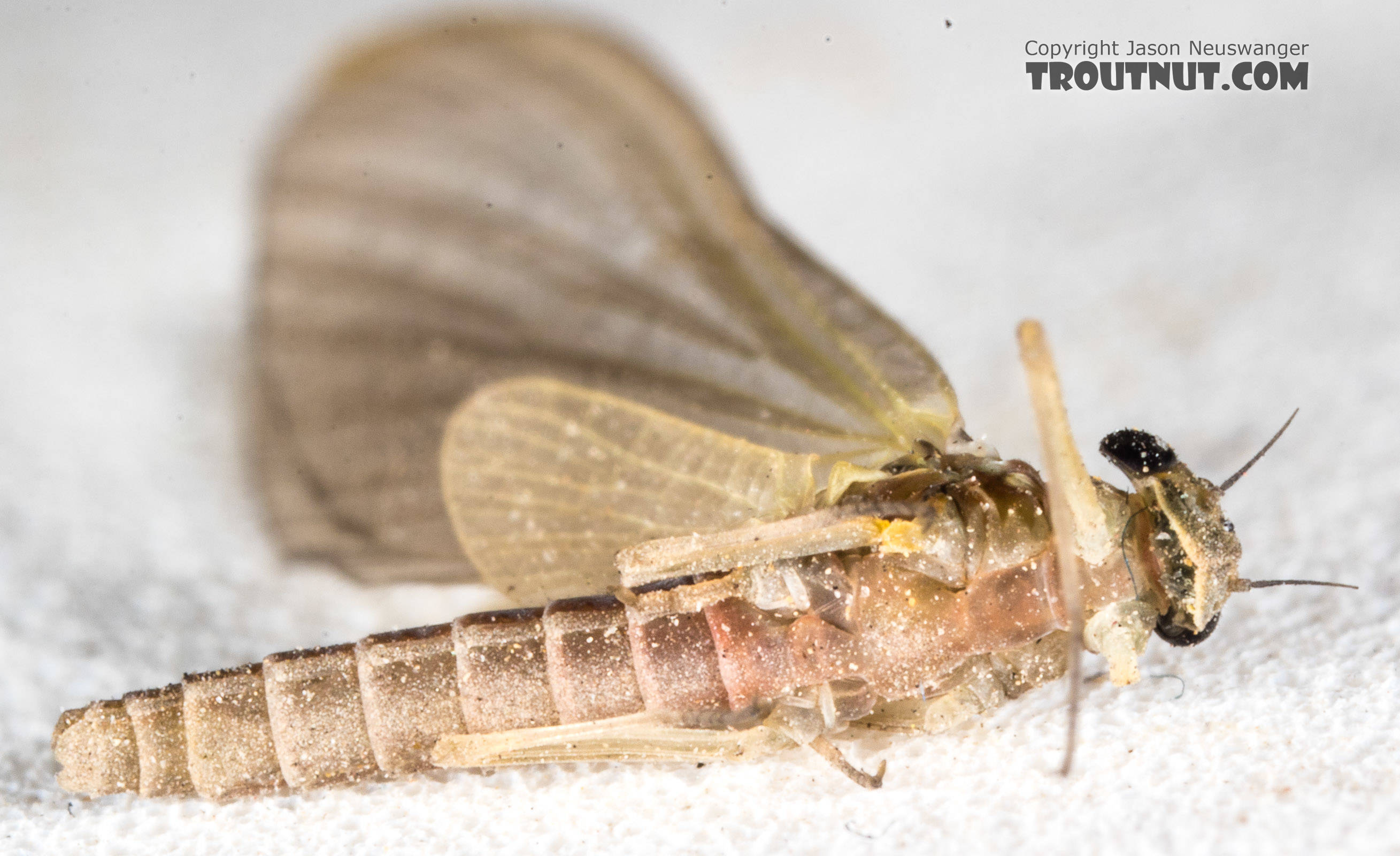 Female Epeorus (Little Maryatts) Mayfly Dun from the South Fork Sauk River in Washington