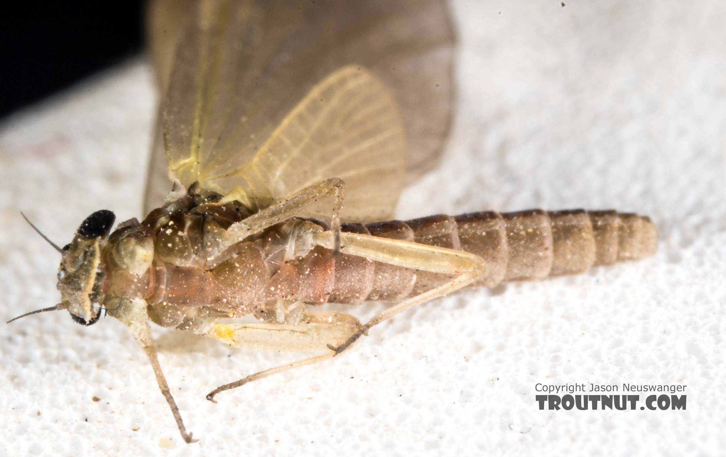 Female Epeorus (Little Maryatts) Mayfly Dun from the South Fork Sauk River in Washington