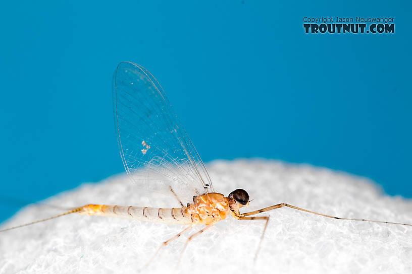 Male Epeorus albertae (Pink Lady) Mayfly Spinner from the North Fork Stillaguamish River in Washington