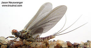 Male Ephemerella subvaria (Hendrickson) Mayfly Dun