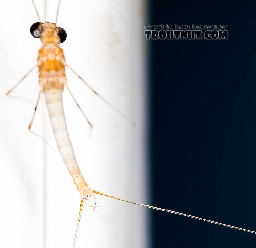 Male Epeorus albertae (Pink Lady) Mayfly Spinner from the North Fork Stillaguamish River in Washington
