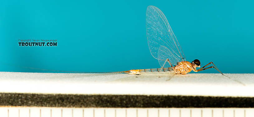 Each ruler mark is 1/16 inch  Male Epeorus albertae (Pink Lady) Mayfly Spinner from the North Fork Stillaguamish River in Washington