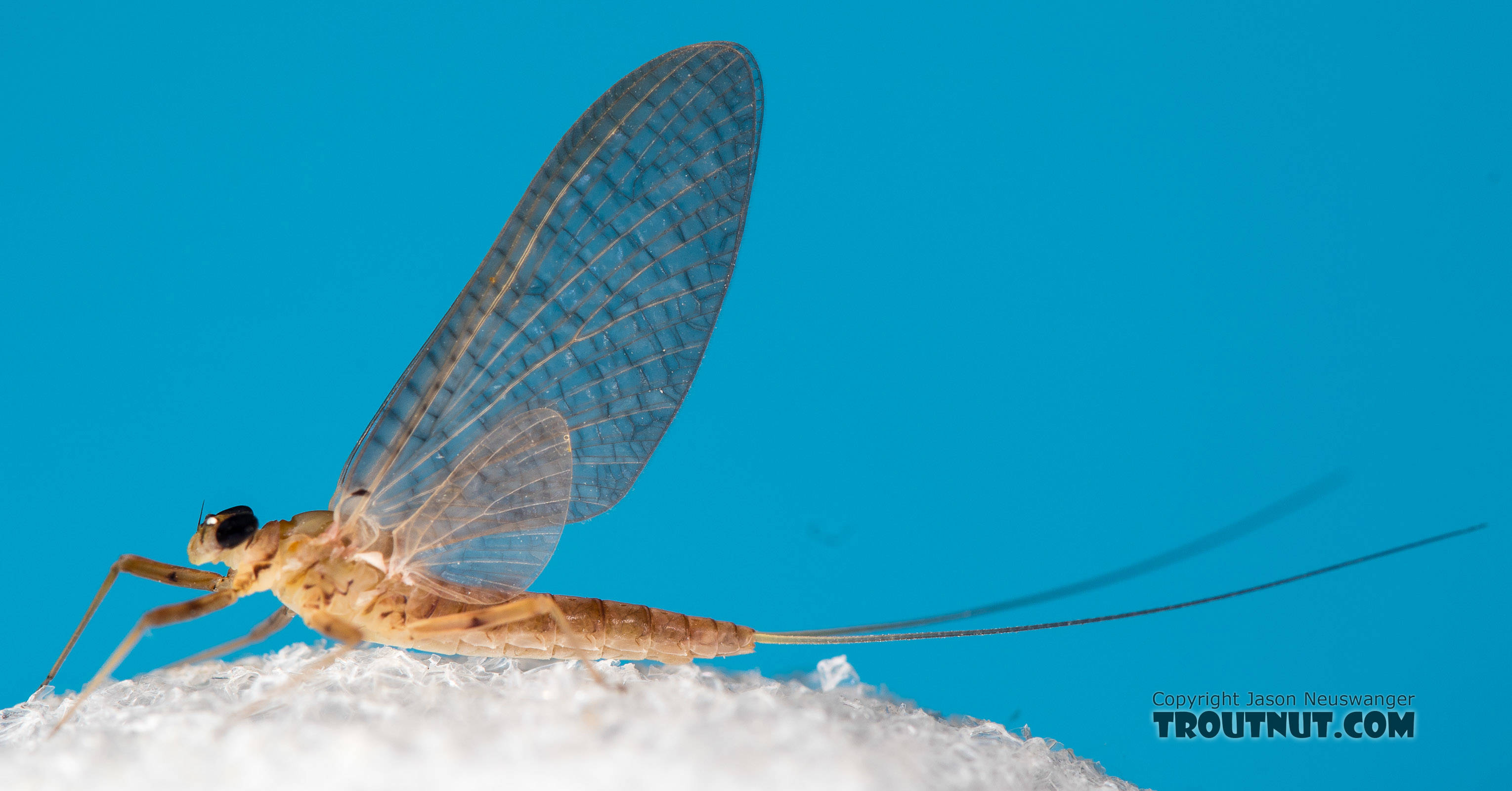Female Epeorus albertae (Pink Lady) Mayfly Dun from the North Fork Stillaguamish River in Washington