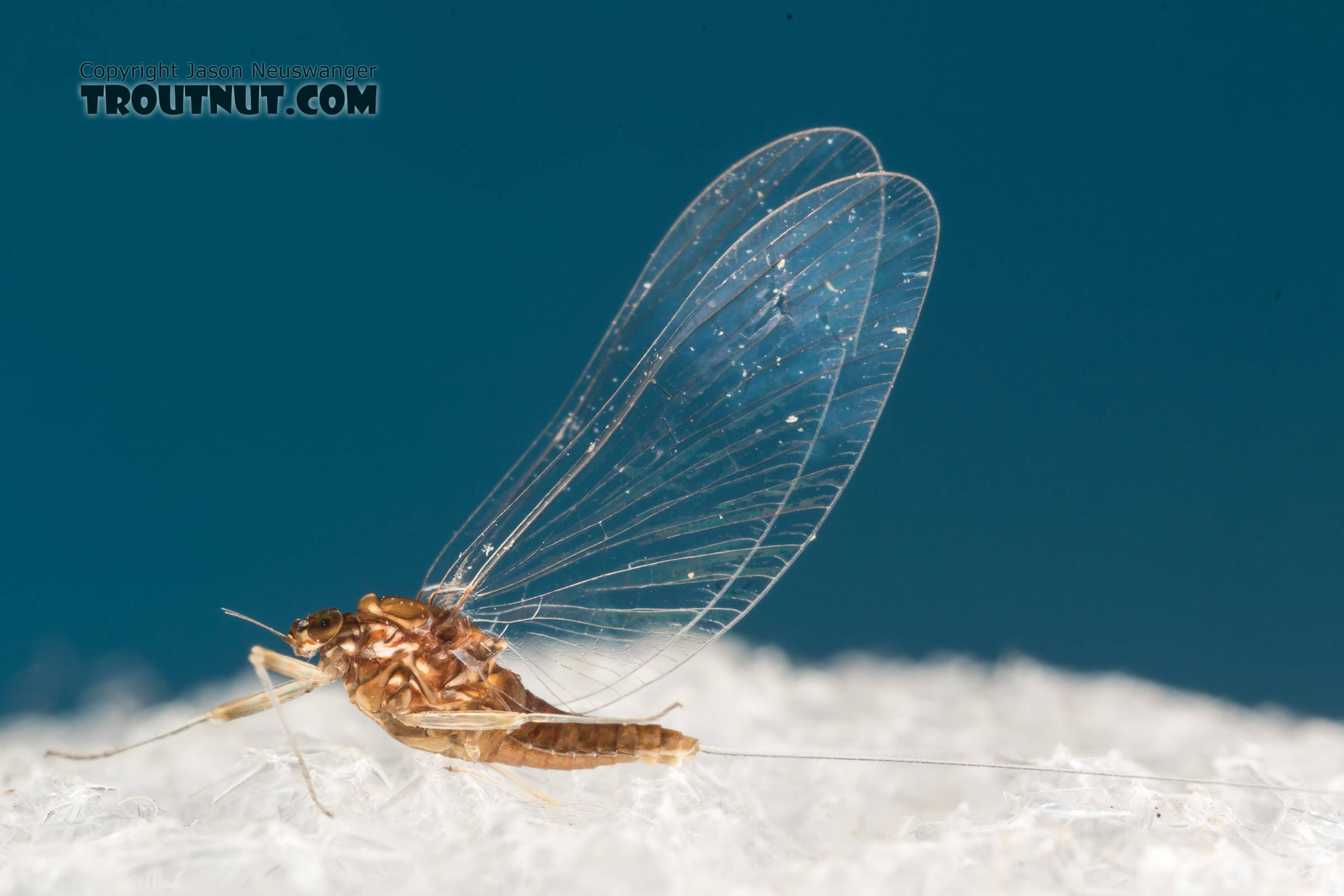 Female Acentrella turbida (Tiny Blue-Winged Olive) Mayfly Spinner from the Middle Fork Snoqualmie River in Washington